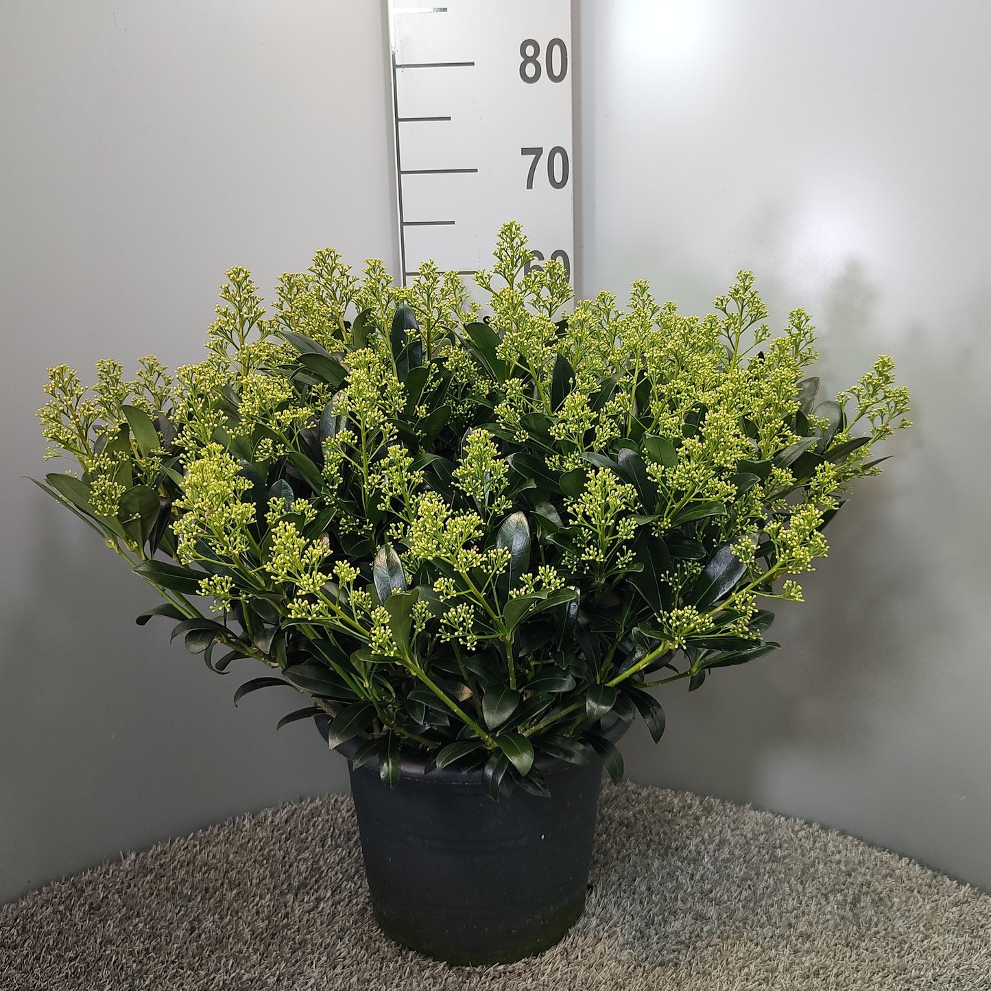 Skimmia japonica Snow White 60cm 31cm Pot
