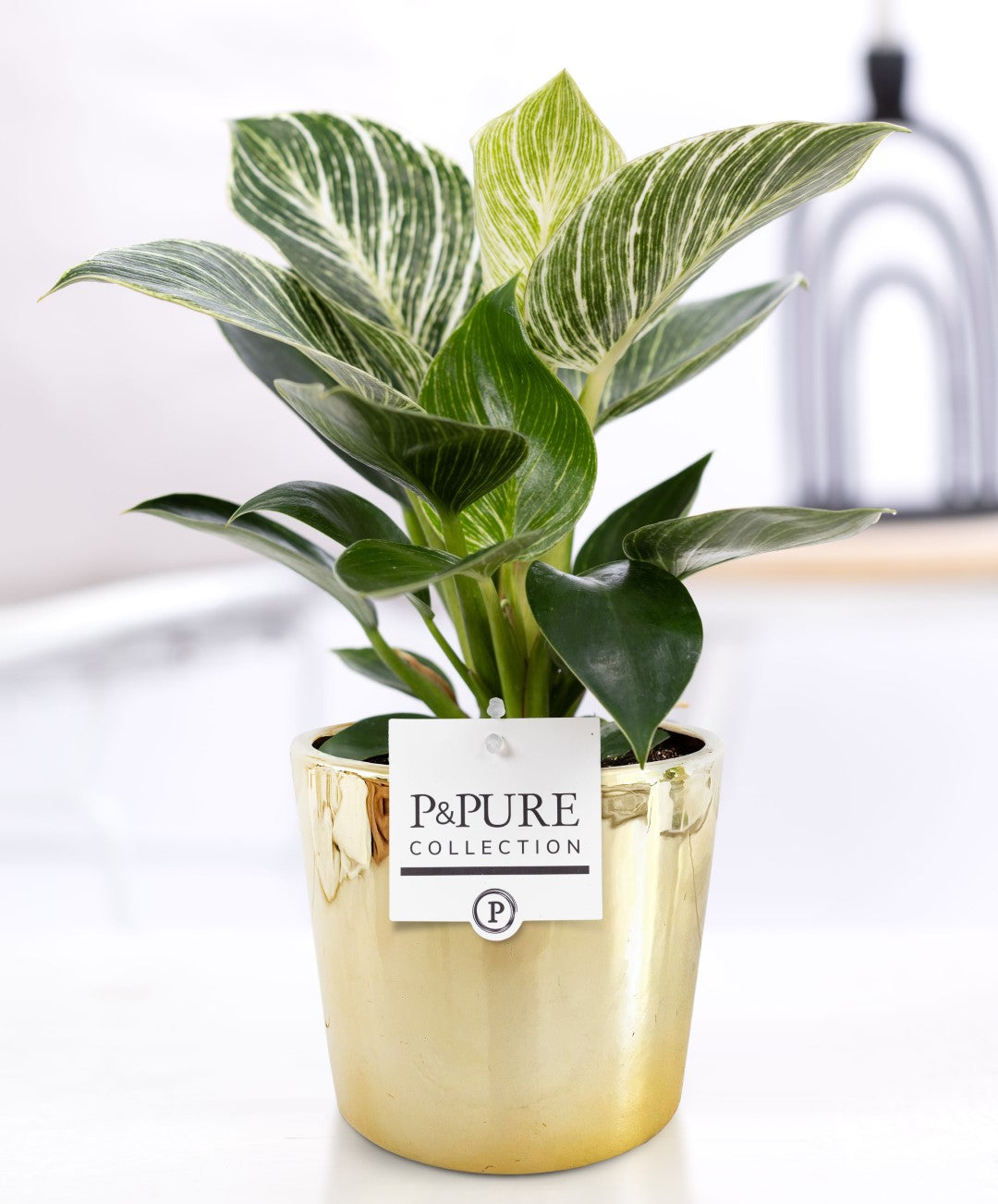 Philodendron scandens 35cm 12cm Pot