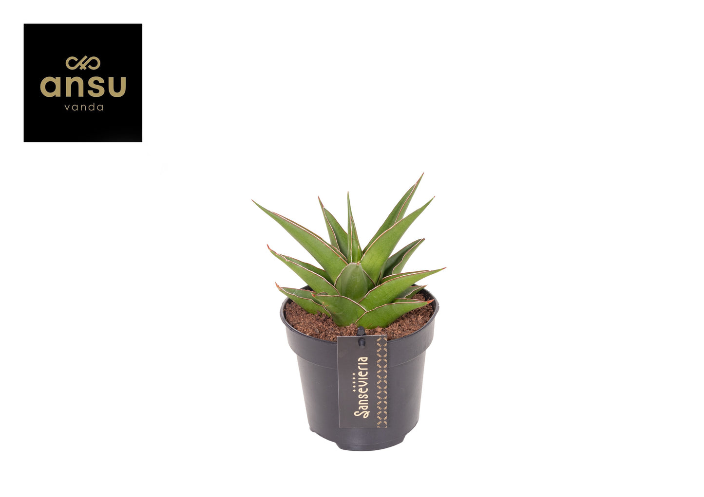 Sansevieria Comet Amazon Green 32cm 12cm Pot