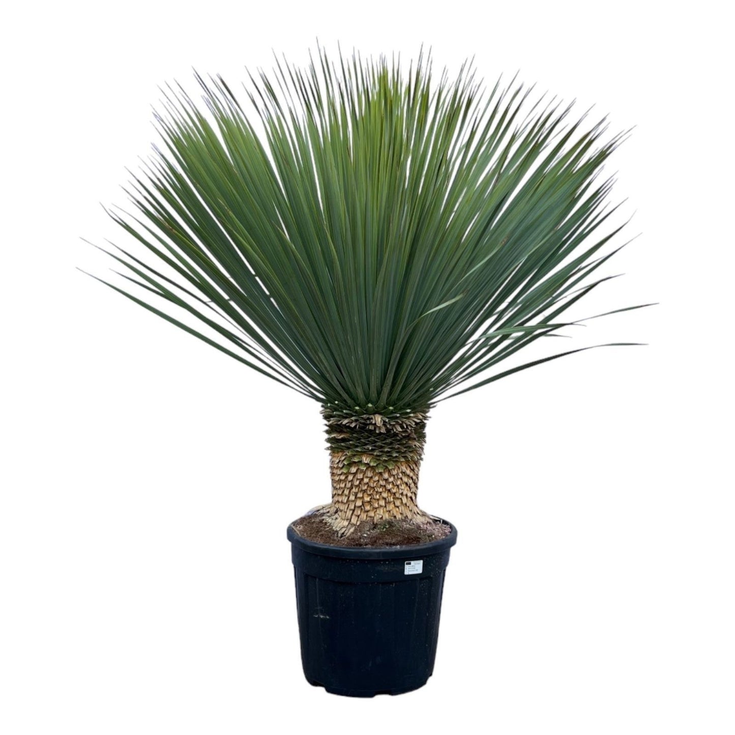 Yucca rostrata 130cm 45cm Pot