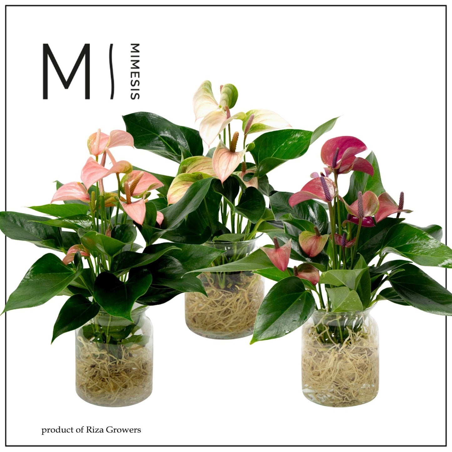 Anthurium mix 43cm 14cm Pot