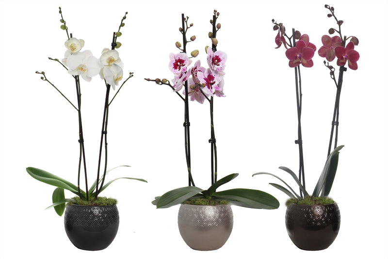 Phalaenopsis mix 55cm 12cm Pot