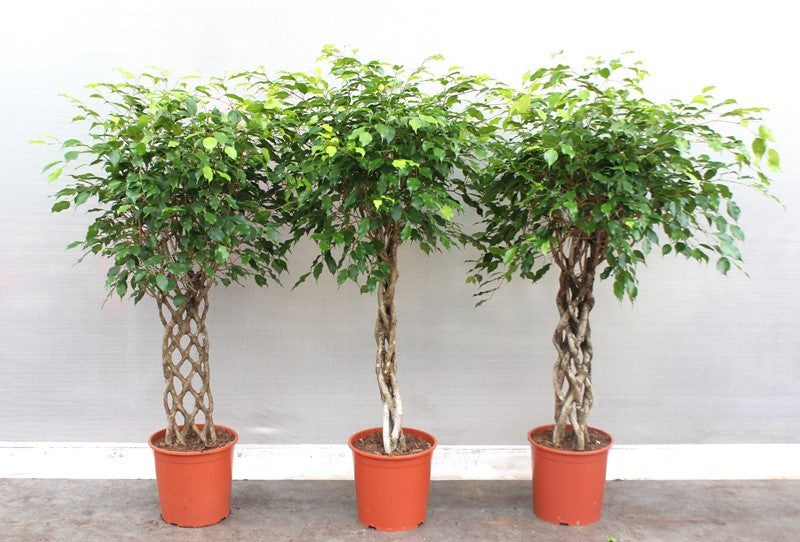 Ficus mix 150cm 30cm Pot