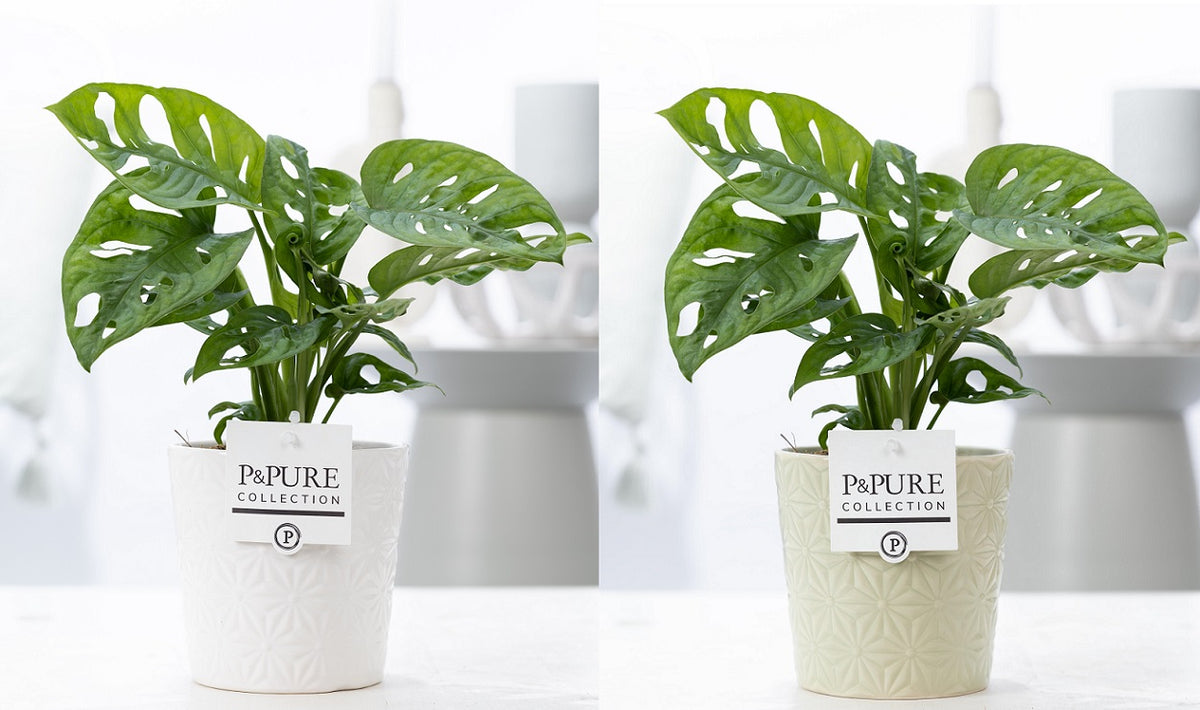 Monstera adansonii 20cm 12cm Pot