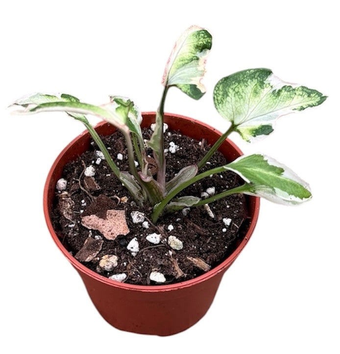 Syngonium Hybrid 8cm 6cm Pot