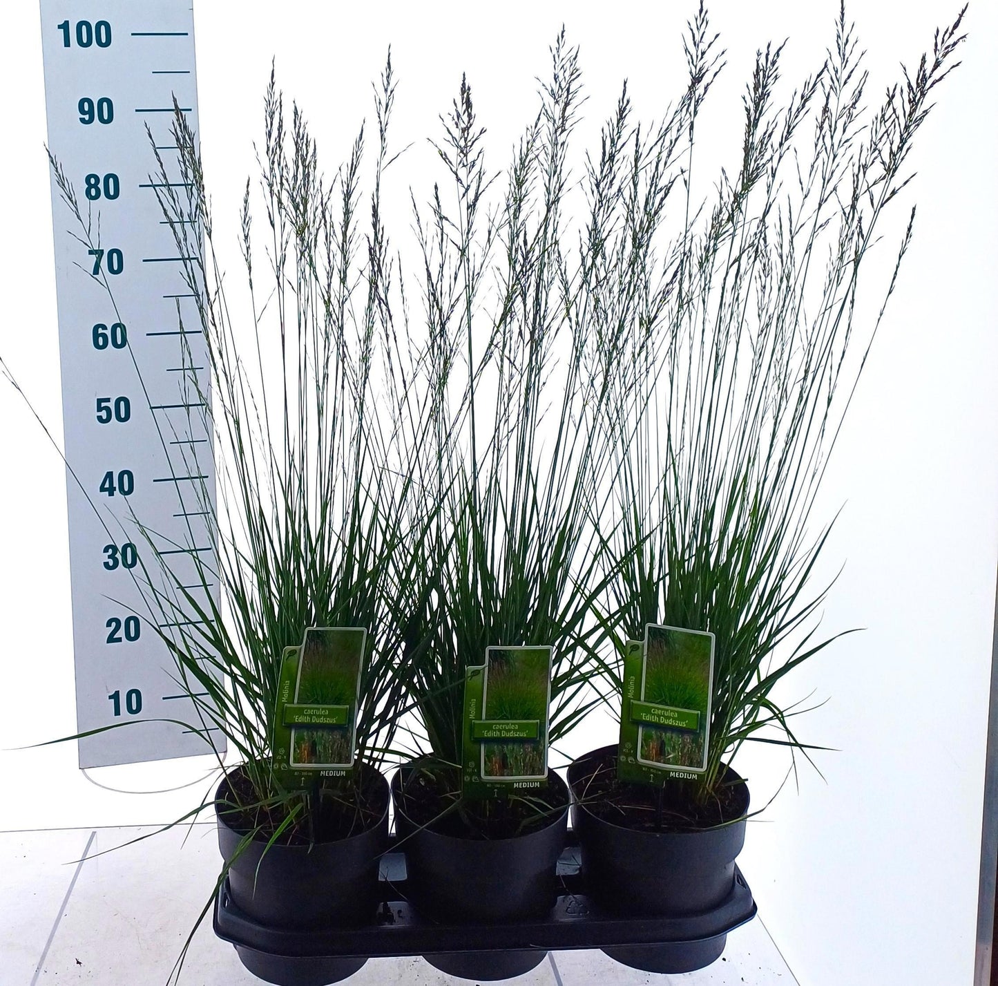 Molinia caerulea mix 85cm 19cm Pot