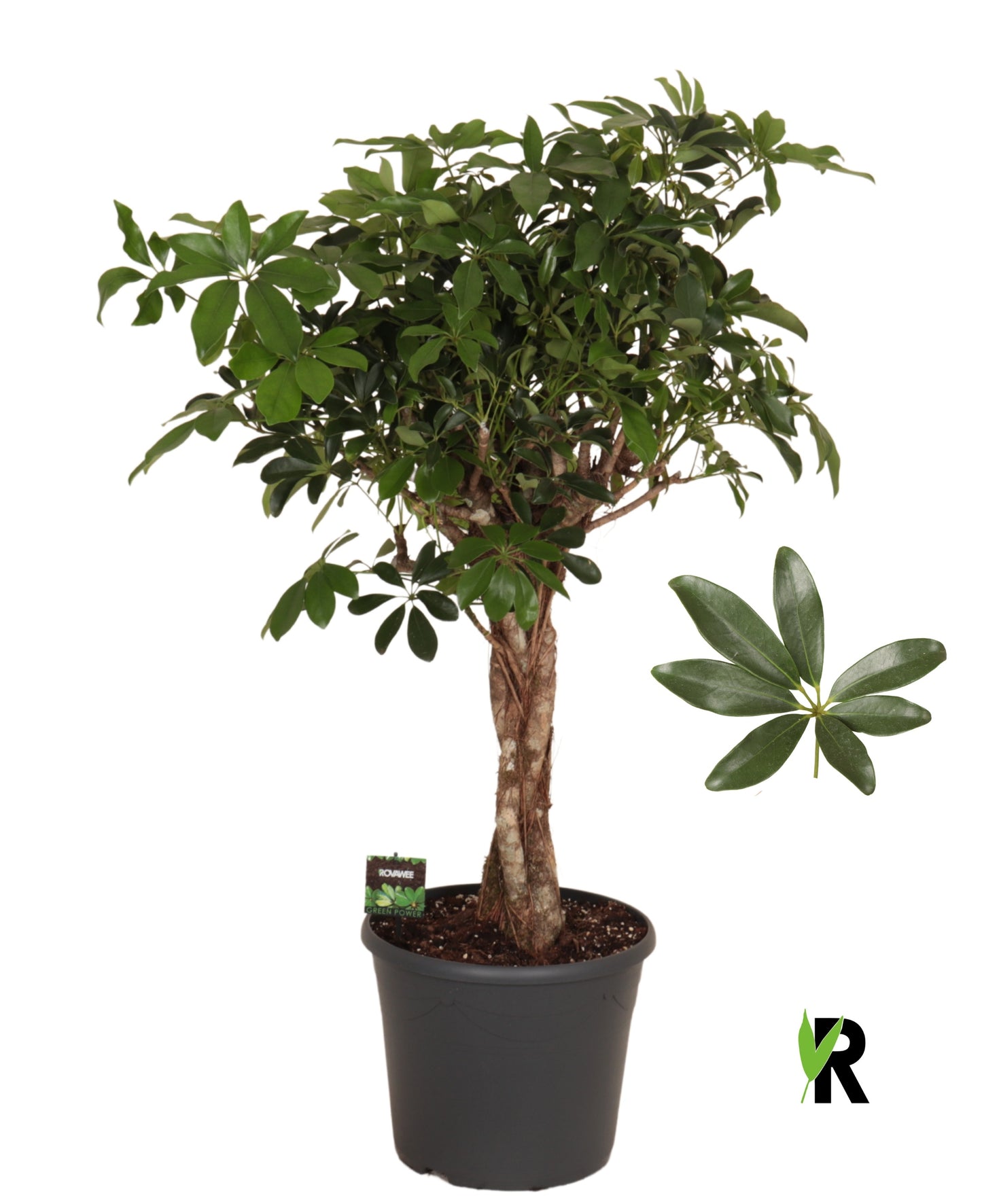 Schefflera Compacta 130cm 35cm Pot