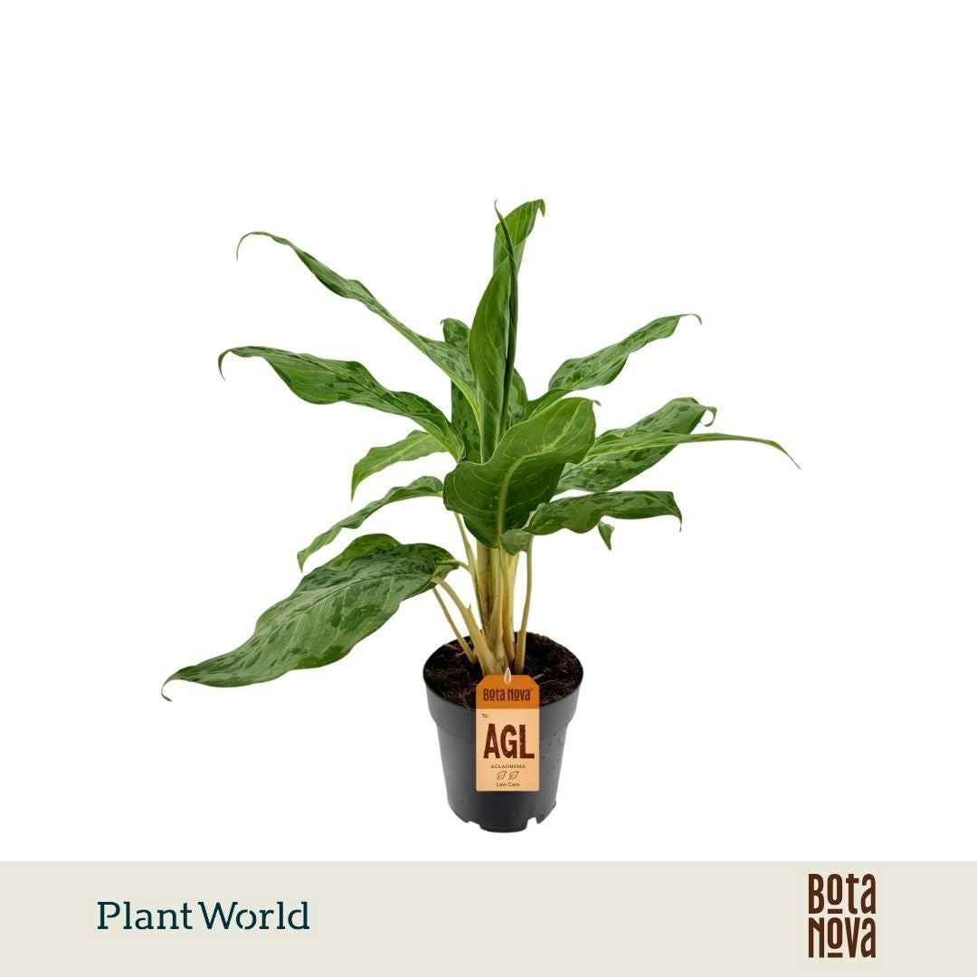 Aglaonema Peacock 45cm 14cm Pot