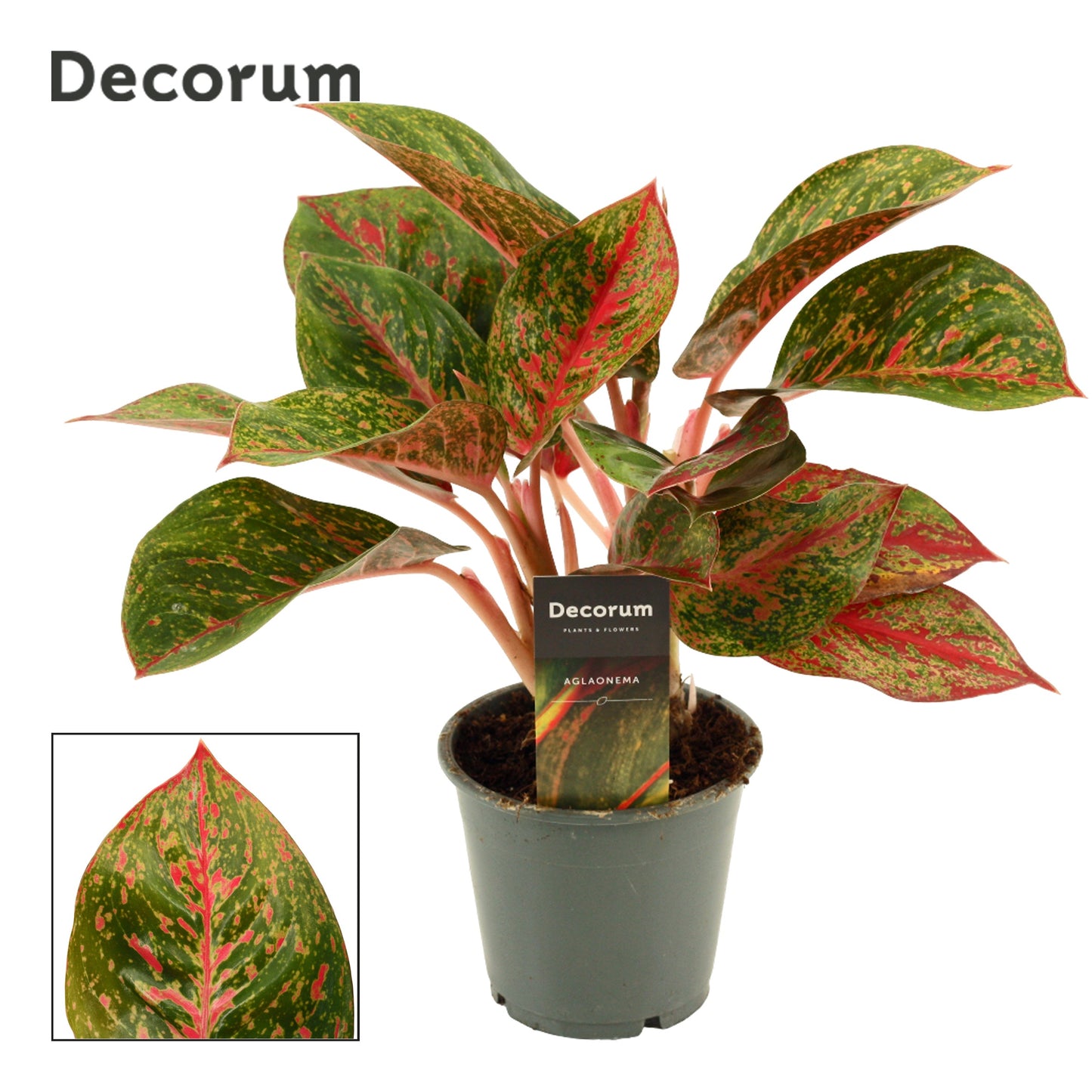 Aglaonema Red Happines 30cm 12cm Pot