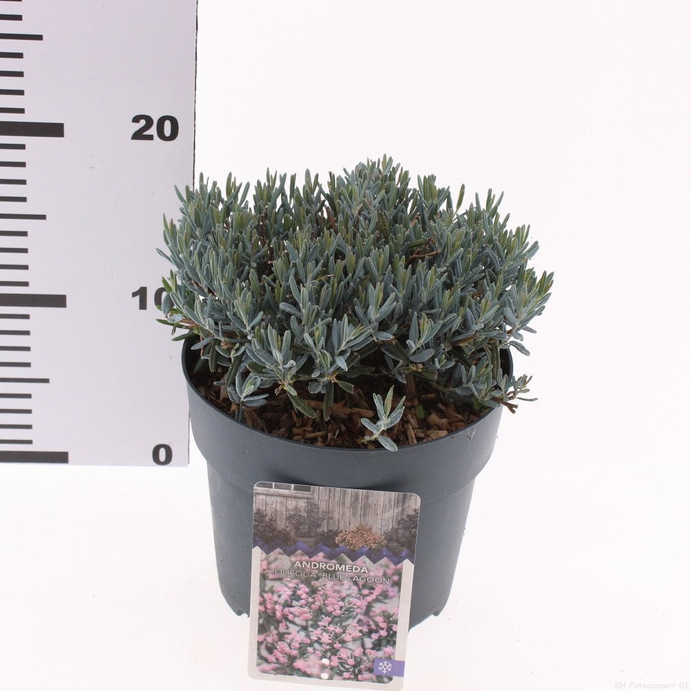 Andromeda polifolia 15cm 17cm Pot