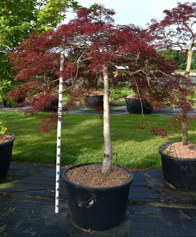 Acer palmatum mix 220cm 80cm Pot
