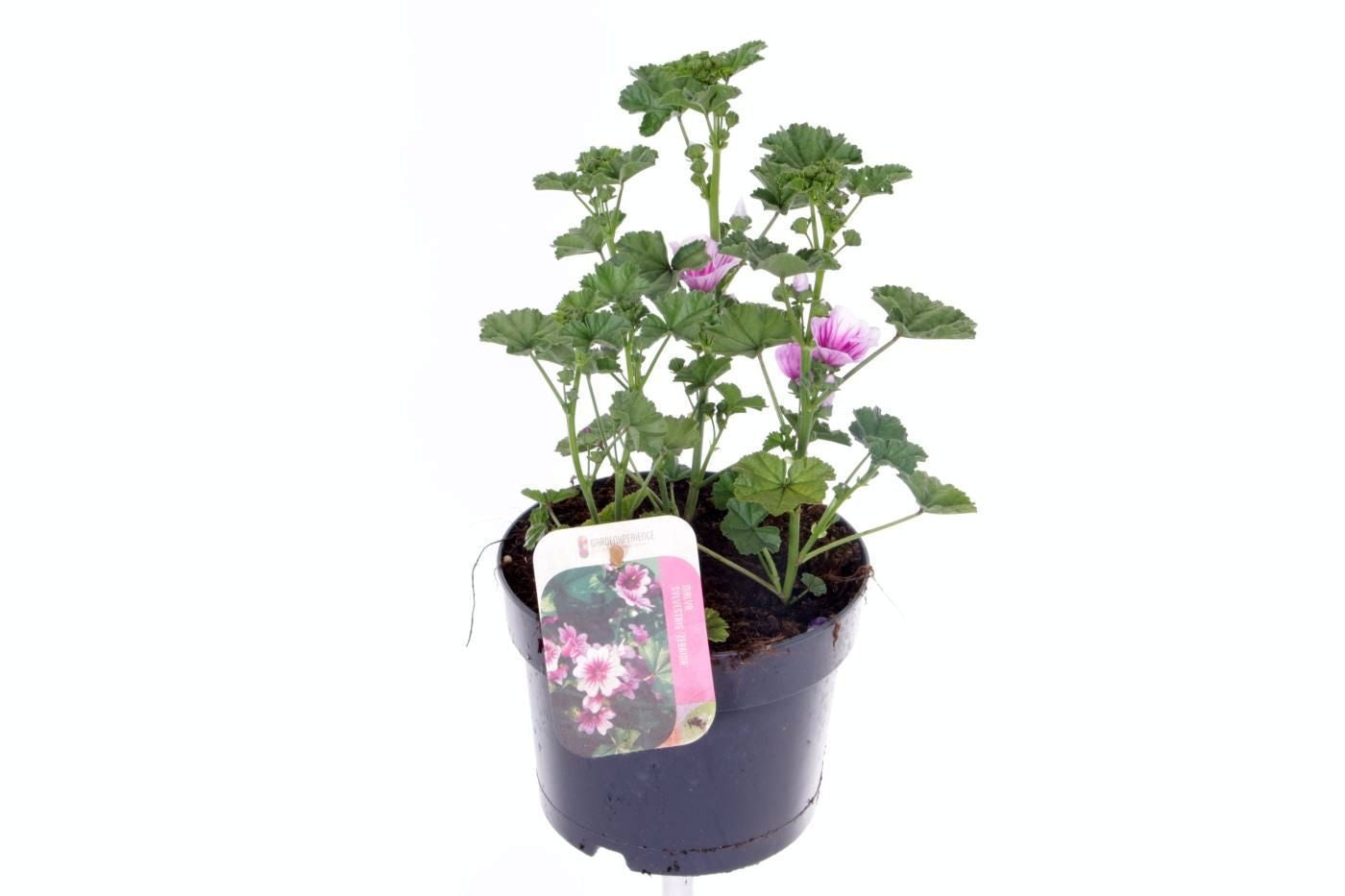 Malva sylvestris 30cm 17cm Pot
