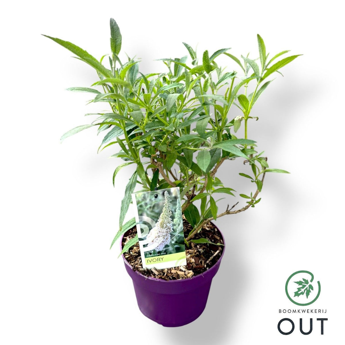 Buddleja davidii mix 50cm 19cm Pot