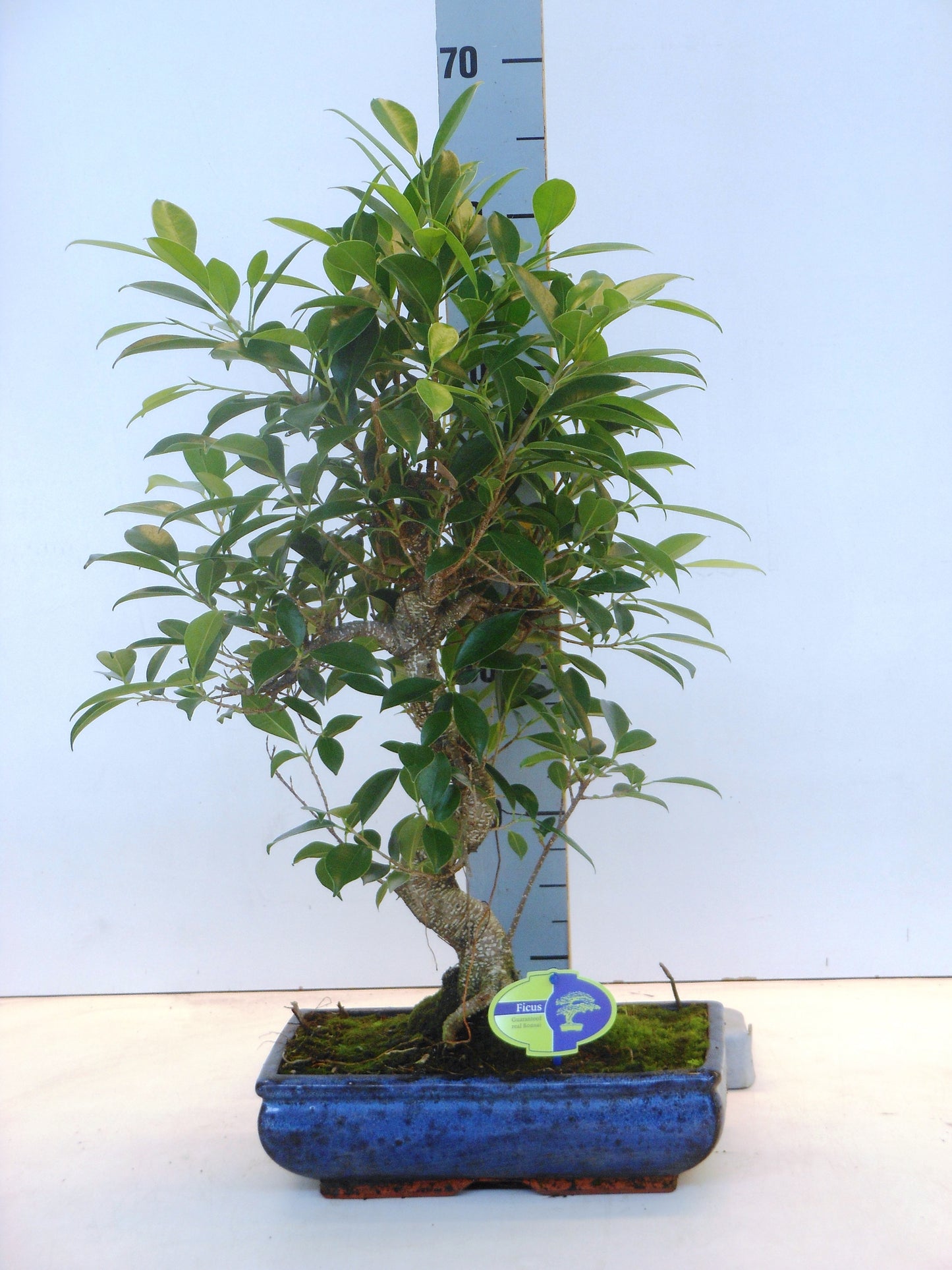 Bonsai Mix 50cm 30cm Pot