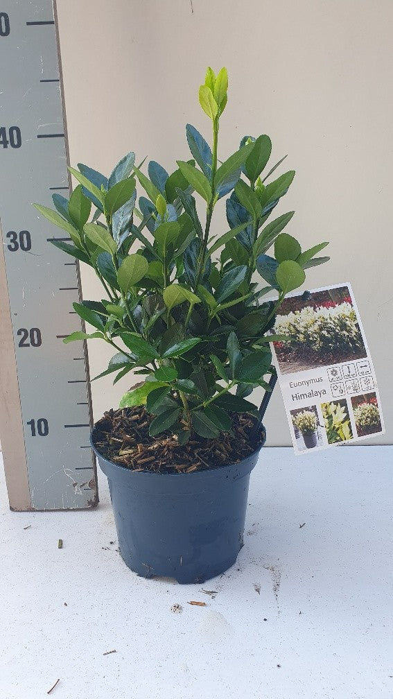 Euonymus Himalaya 40cm 17cm Pot