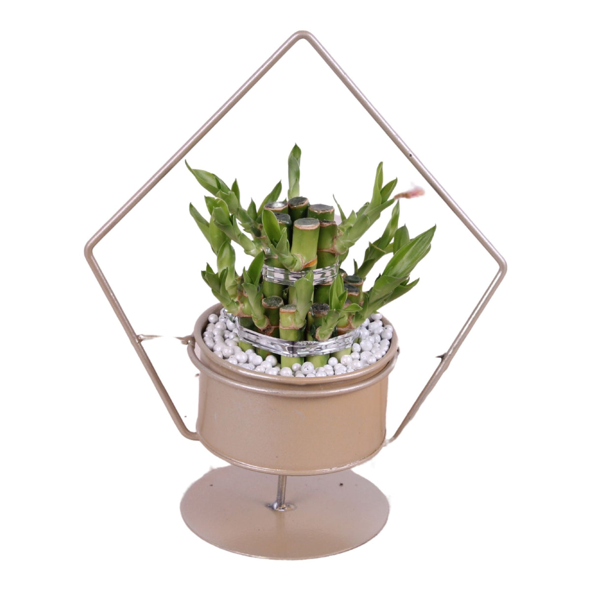 Drac. Lucky Bamboo 28cm 20cm Pot