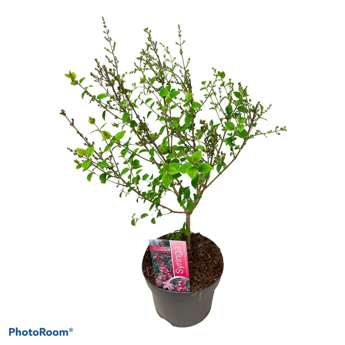 Syringa micr. Superba 60cm 19cm Pot