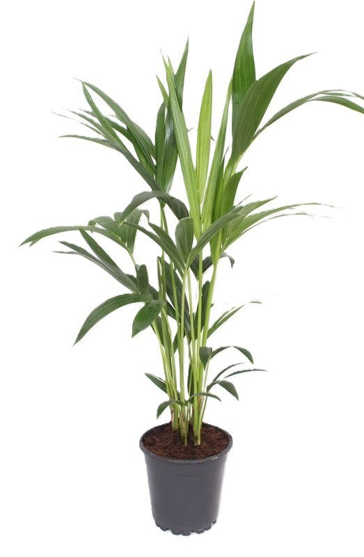 Howea forsteriana 70cm 17cm Pot