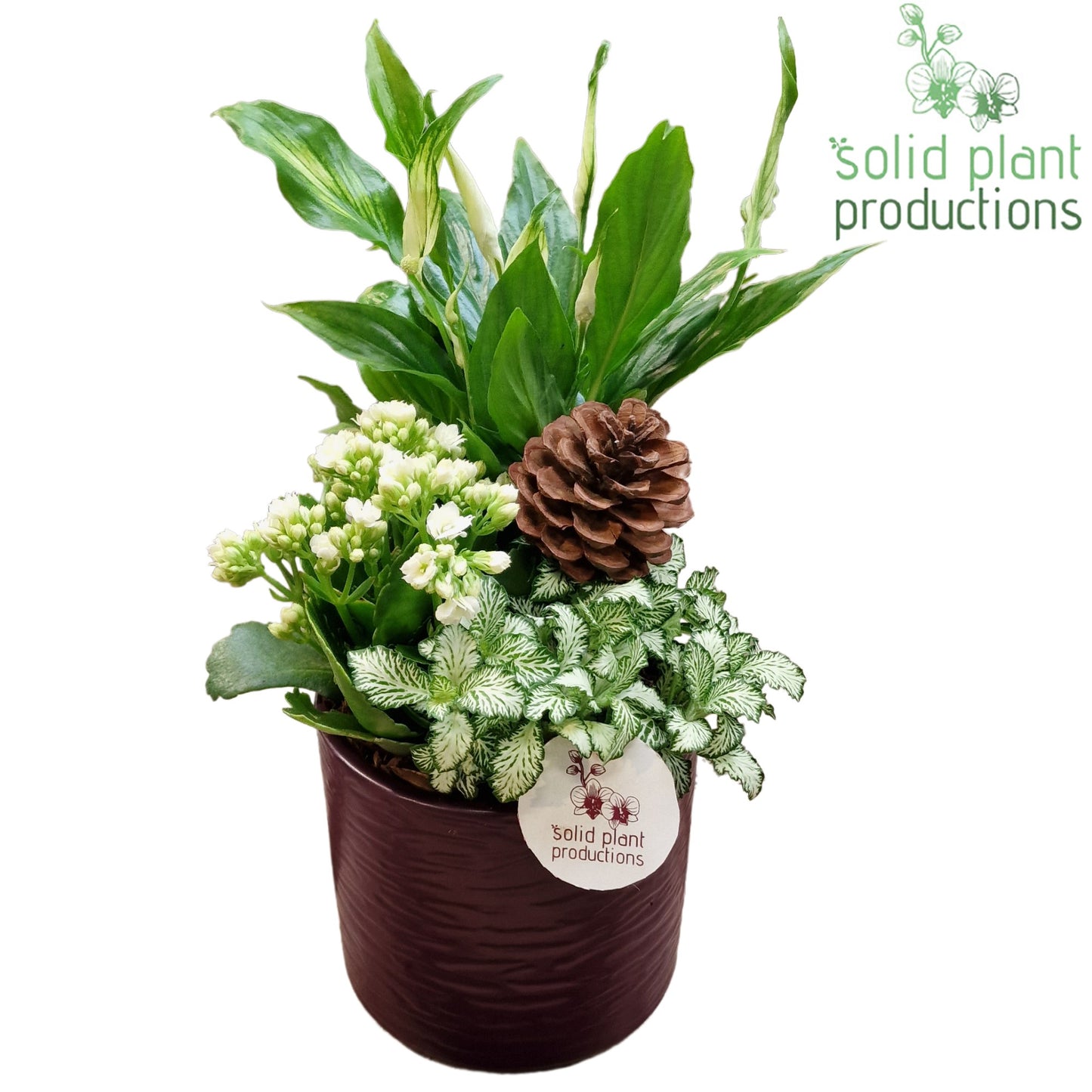 CH001 Amy Purple 35cm 13cm Pot