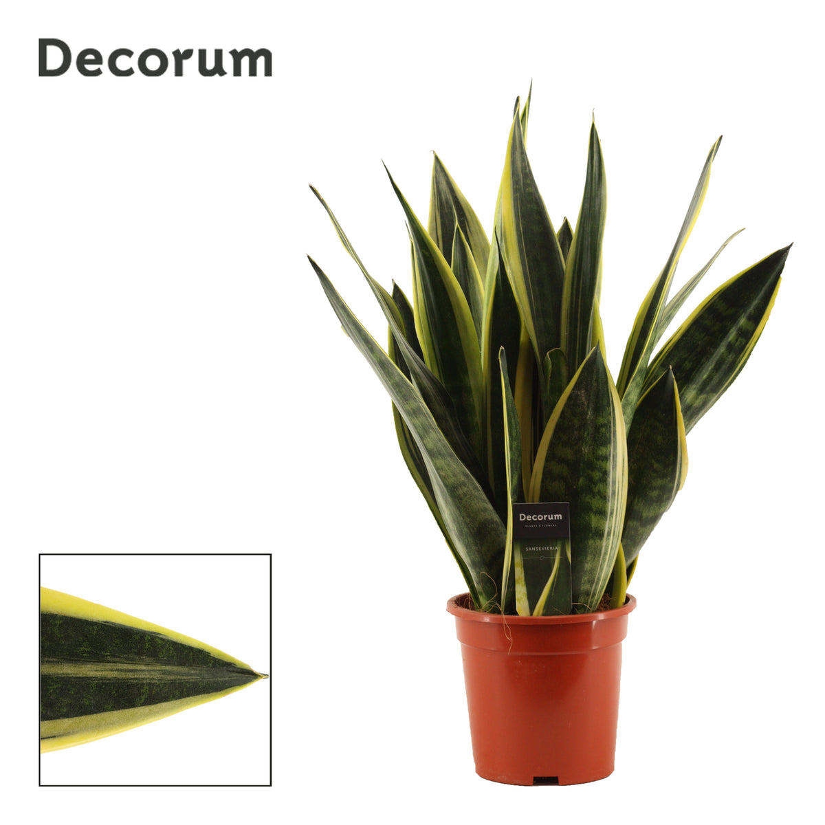 Sansevieria Canary 55cm 17cm Pot