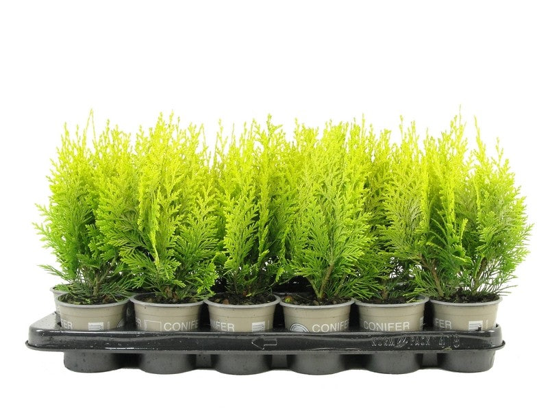 Chamaecyparis Ivonne 20cm 9cm Pot