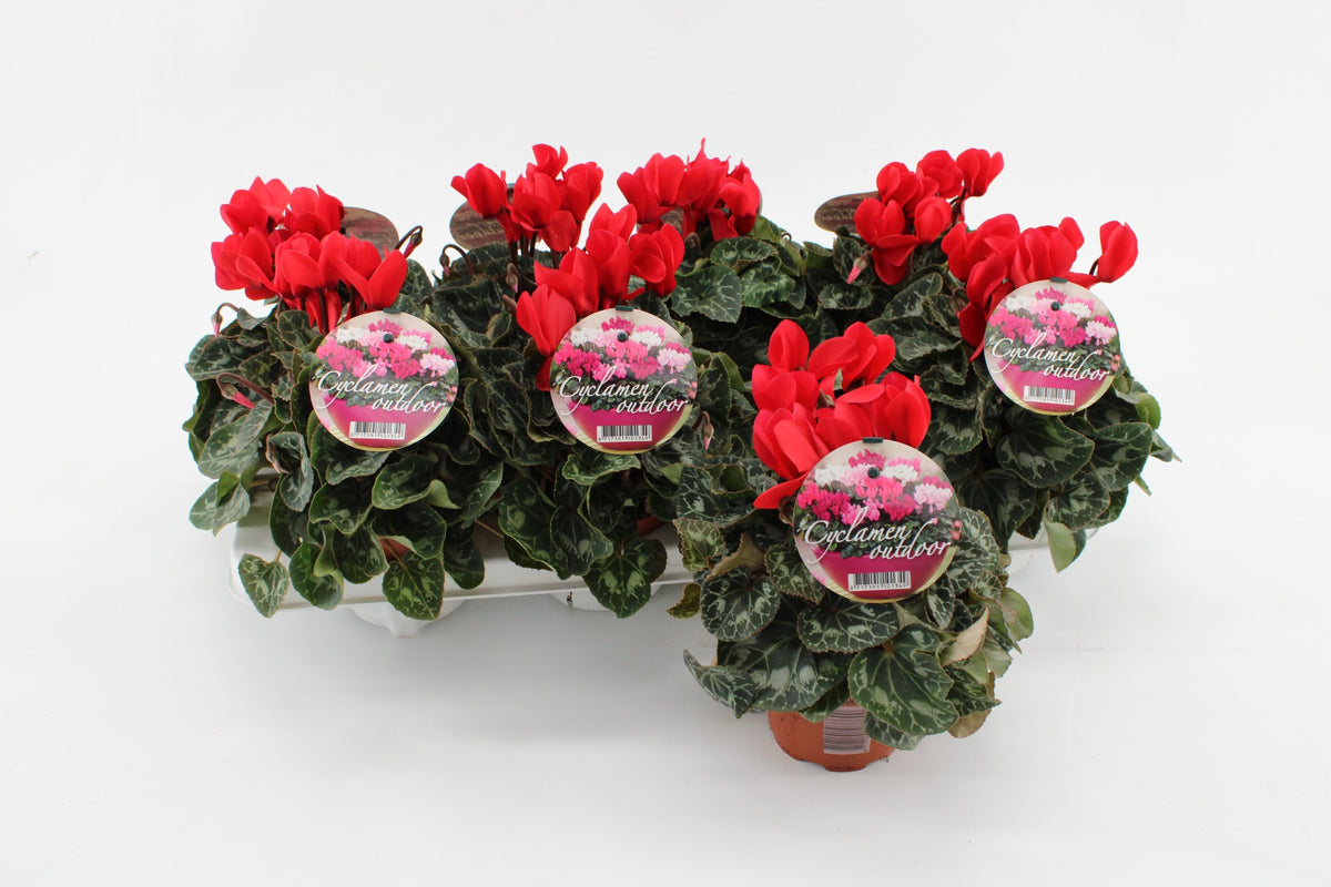 Cyclamen patio mix 20cm 10.5cm Pot