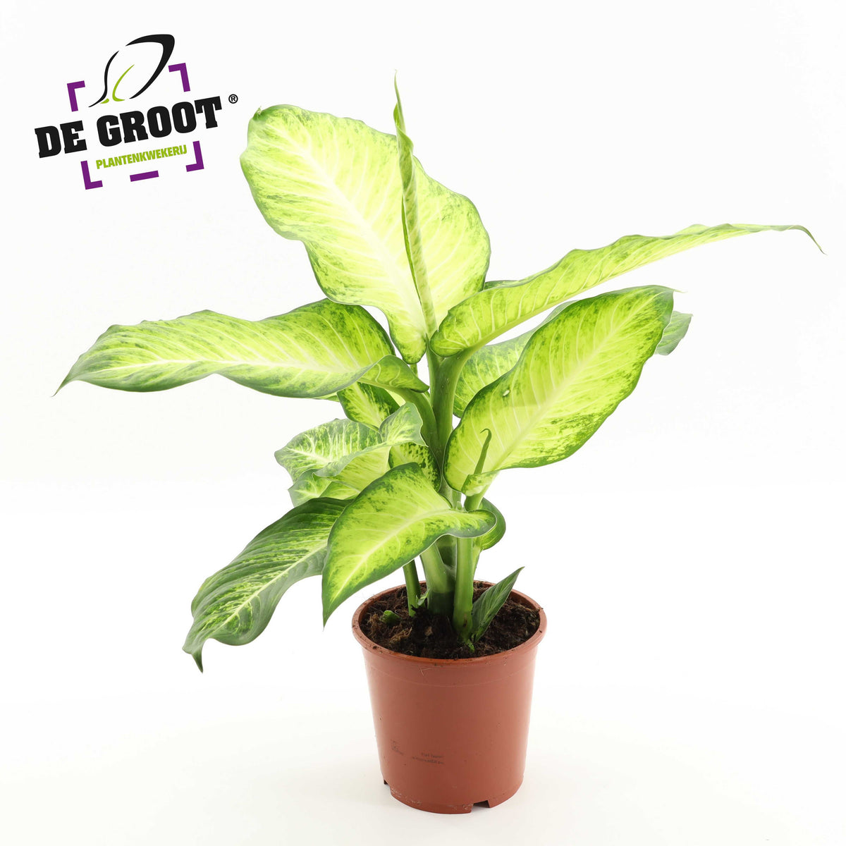 Dieffenbachia Bravo 60cm 17cm Pot