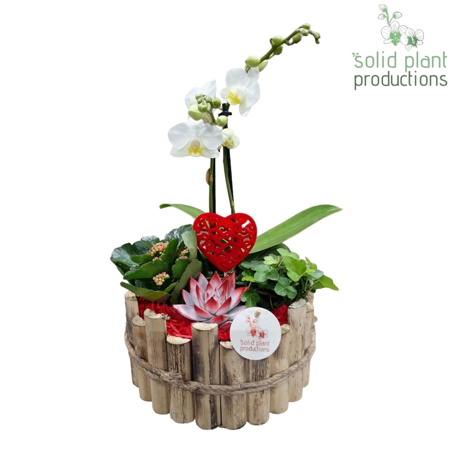 arr. Kamerplanten HVCA006PINK 45cm 23cm Pot