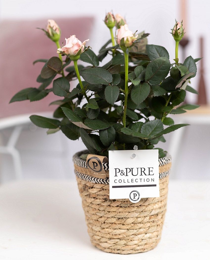 Rosa Beau Monde light pink 28cm 12cm Pot