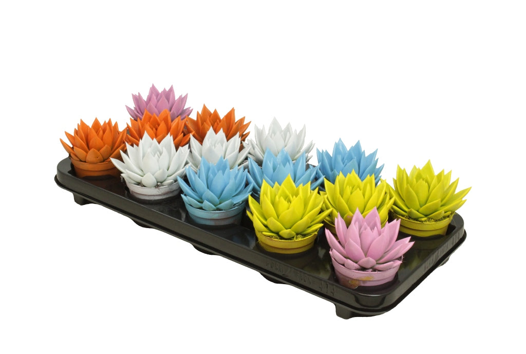 Echeveria colored mix 11cm 8.5cm Pot
