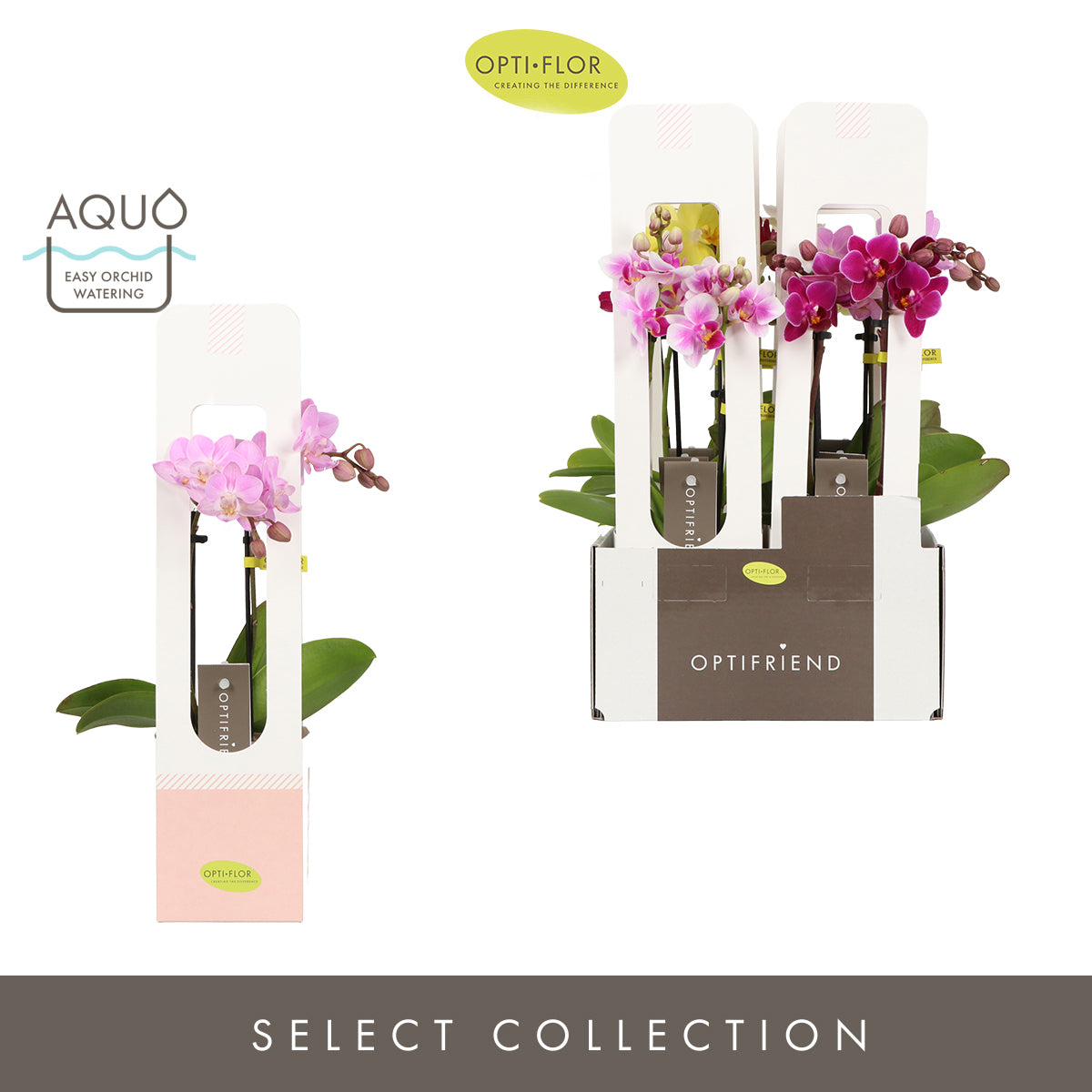 Phalaenopsis mf. Optifriend mix 35cm 7cm Pot