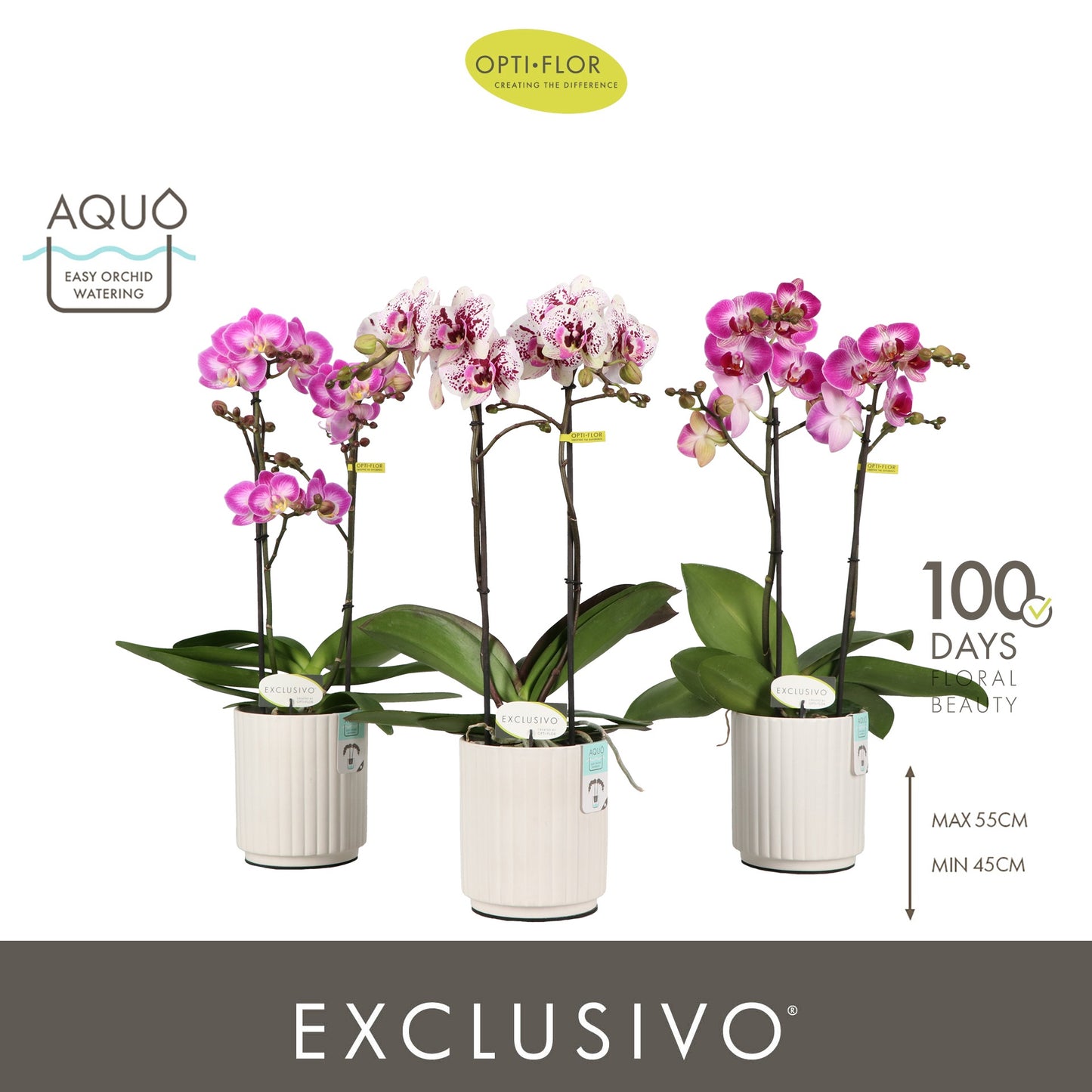 Phalaenopsis Exclusivo mix 45cm 12cm Pot