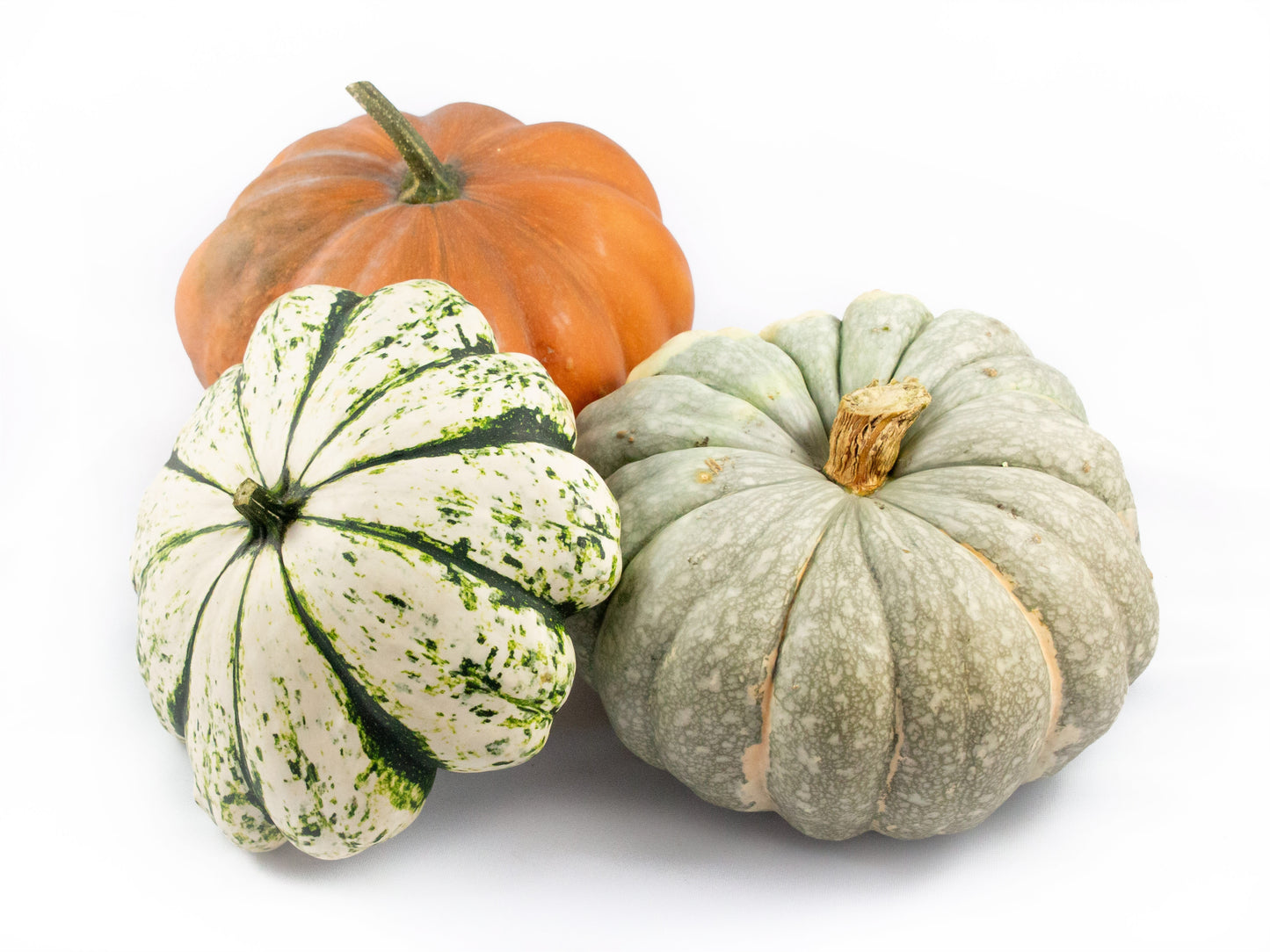 Cucurbita pepo mix 20cm 20cm Pot