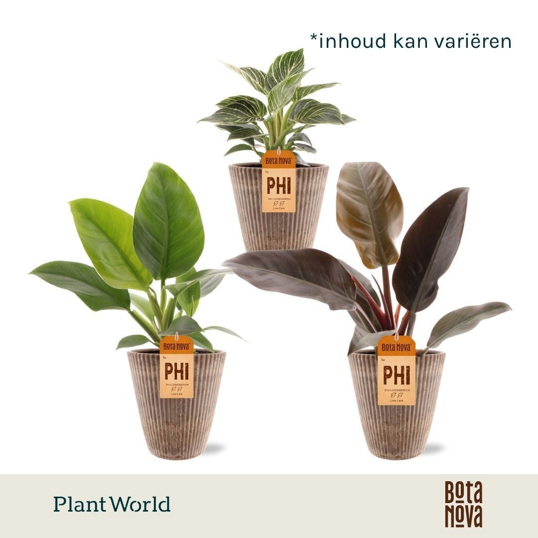 Philodendron scandens 30cm 12cm Pot