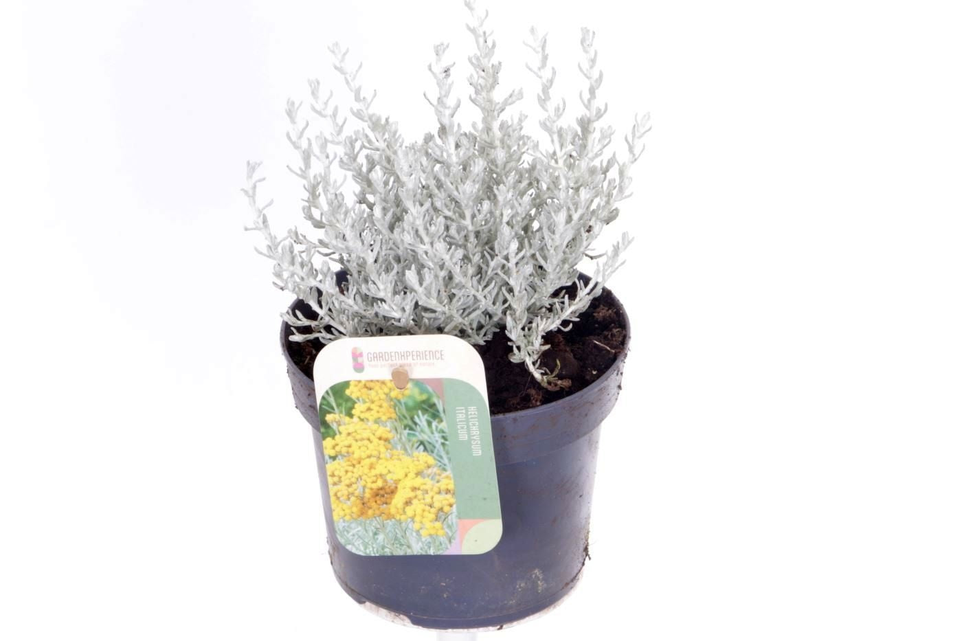 Noordpoel BV, Kw. de Helichrysum italicum Pack of 8