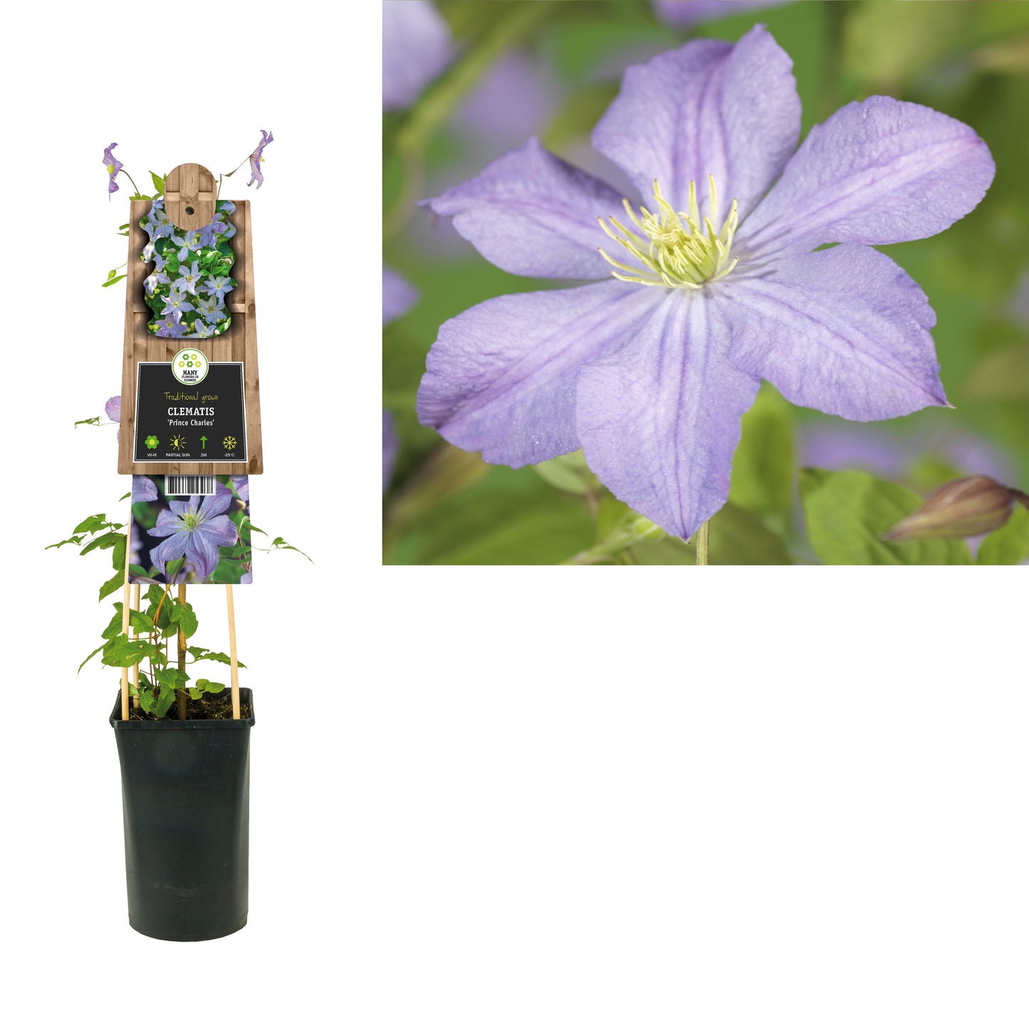 Clematis Prince Charles 75cm 17cm Pot