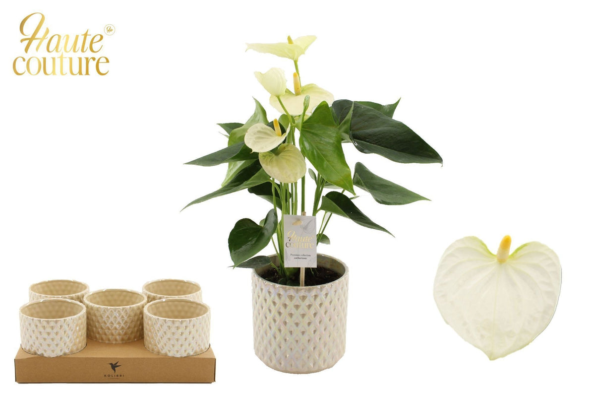 Anthurium Cocos in Christmas sleeve 40cm 12cm Pot