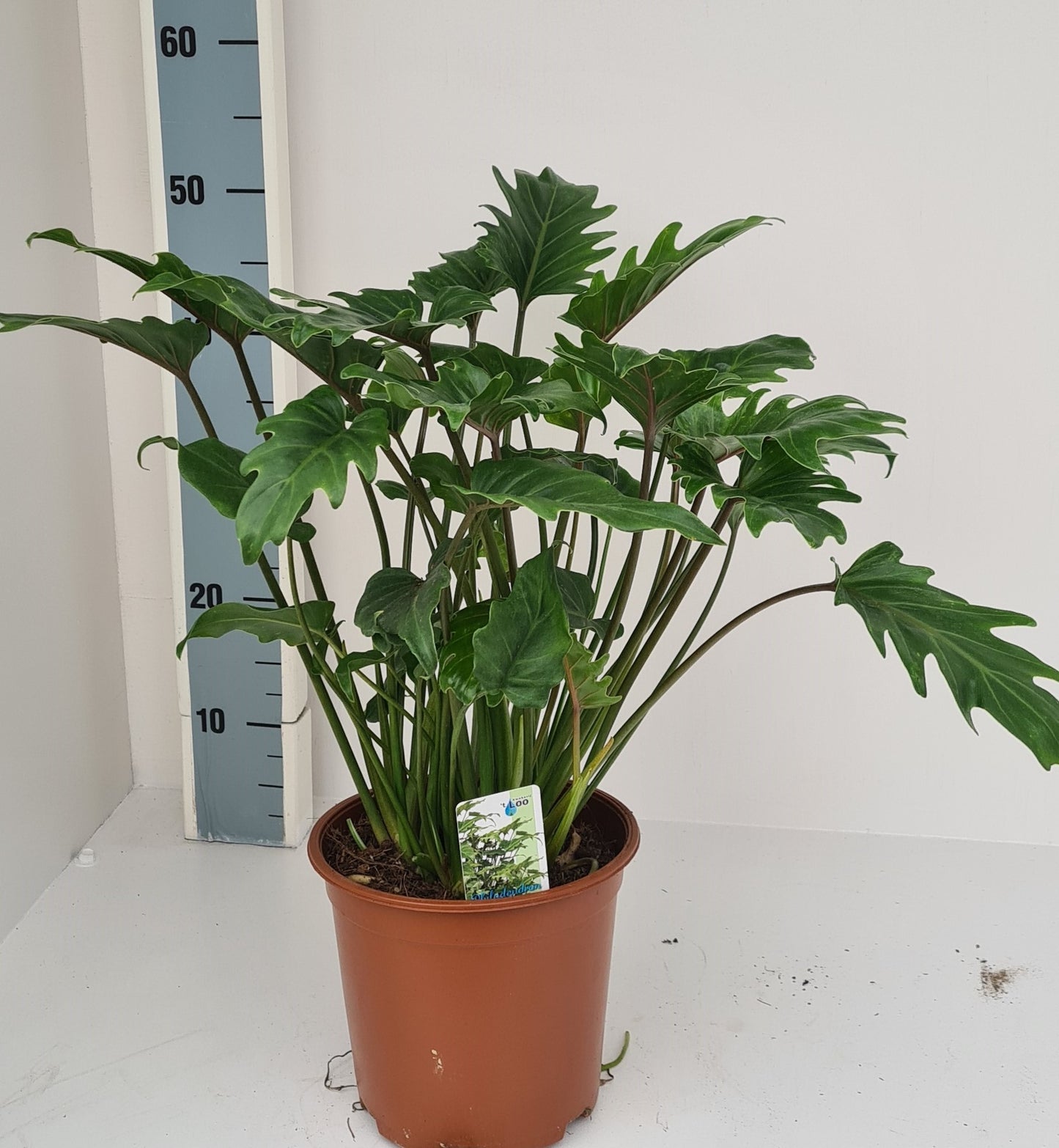 Philodendron Xanadu 60cm 19cm Pot