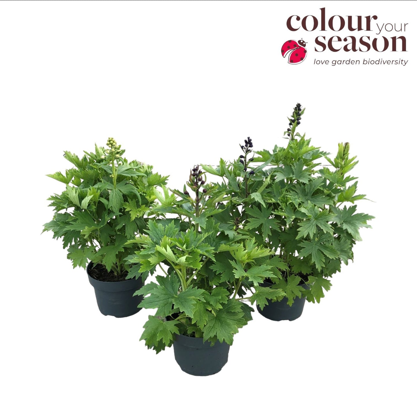 Delphinium mix 50cm 23cm Pot