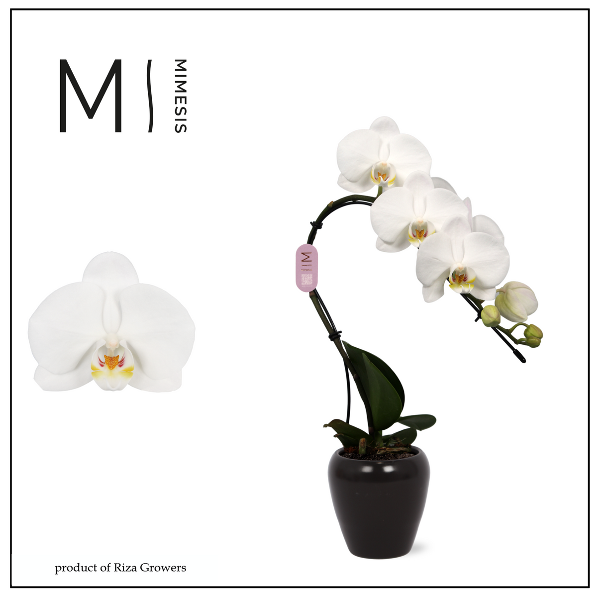 Phalaenopsis white 35cm 7cm Pot