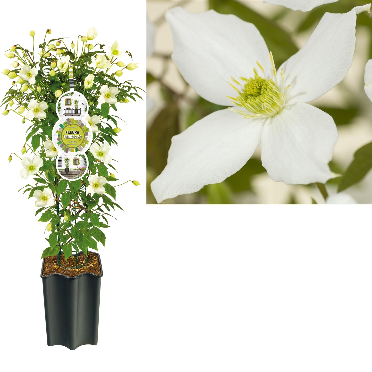 Clematis montana mix 75cm 19cm Pot