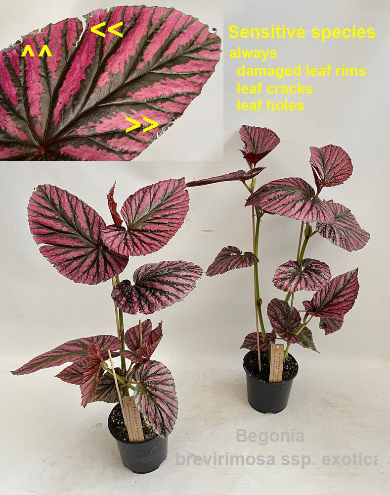 Begonia rex 60cm 14cm Pot