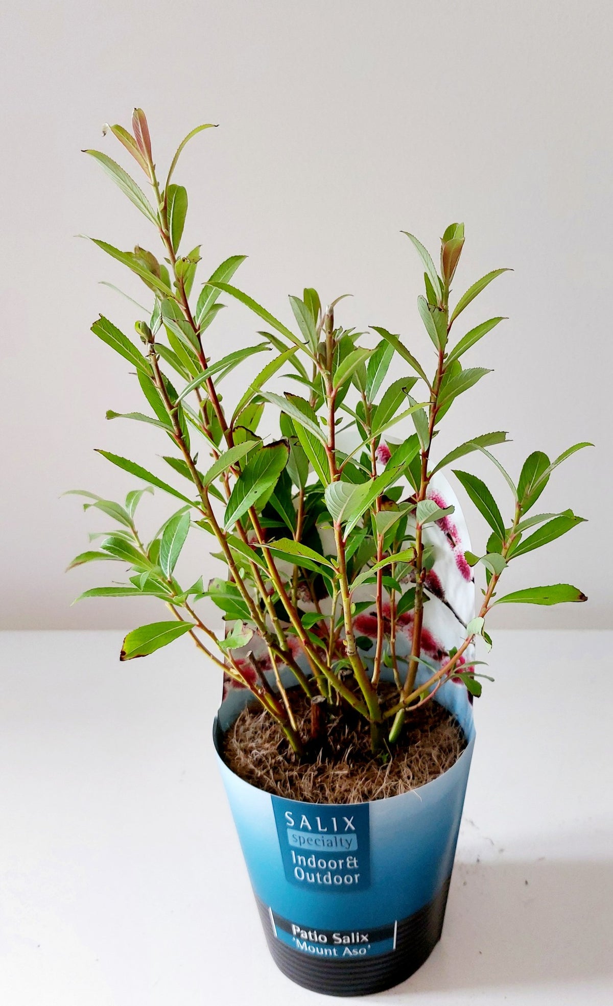 Salix gracilistyla Mount Aso 30cm 12cm Pot