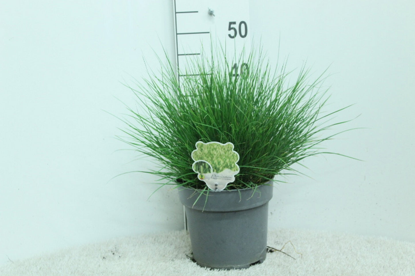 Pennisetum Little Bunny 45cm 23cm Pot