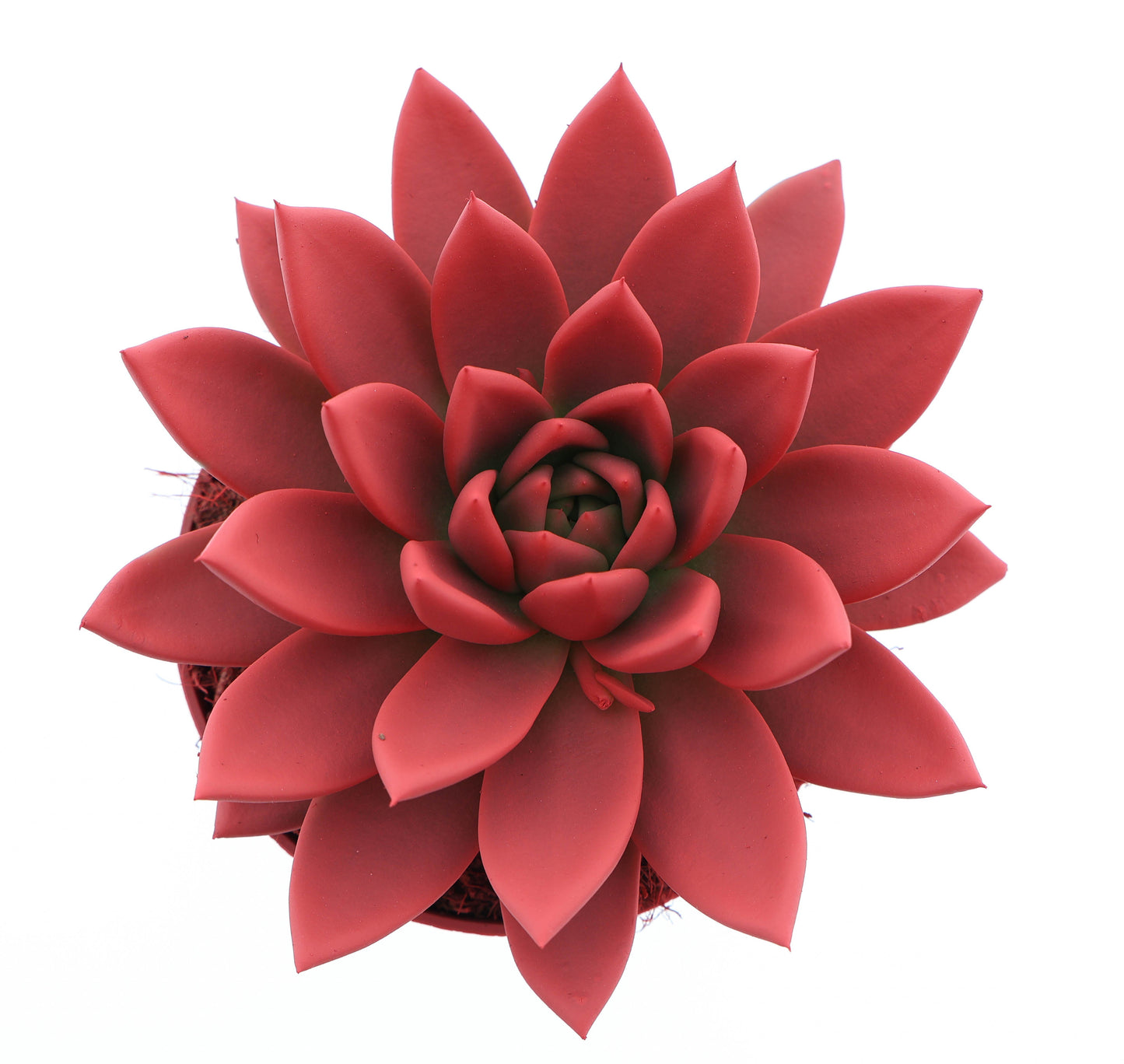Rainbow bright red 15cm 12cm Pot