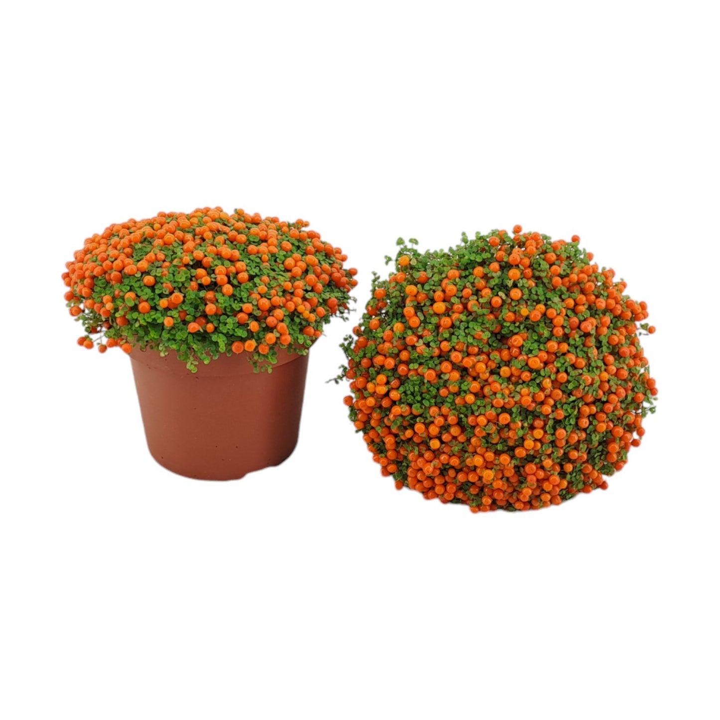 AltaNova Nertera Astrid Pack of 6