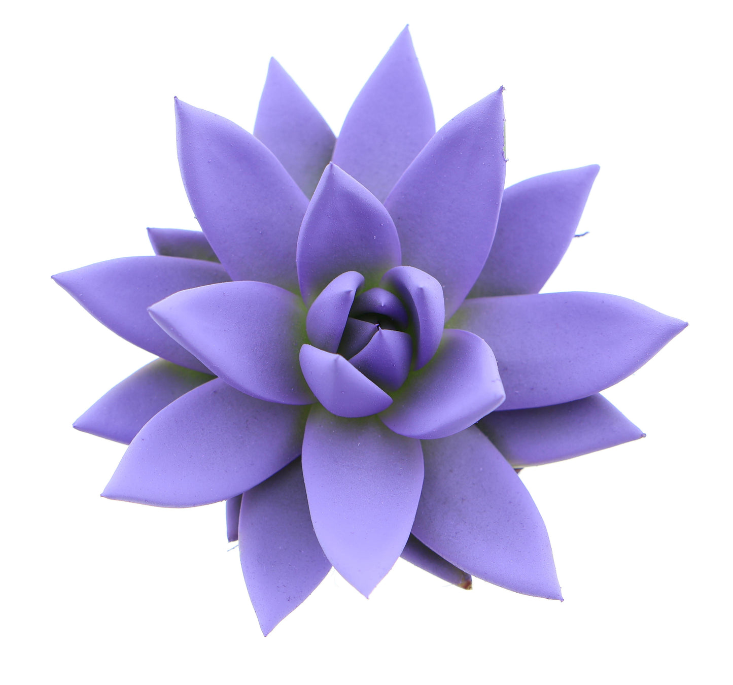 Rainbow dark milka 8cm 6cm Pot