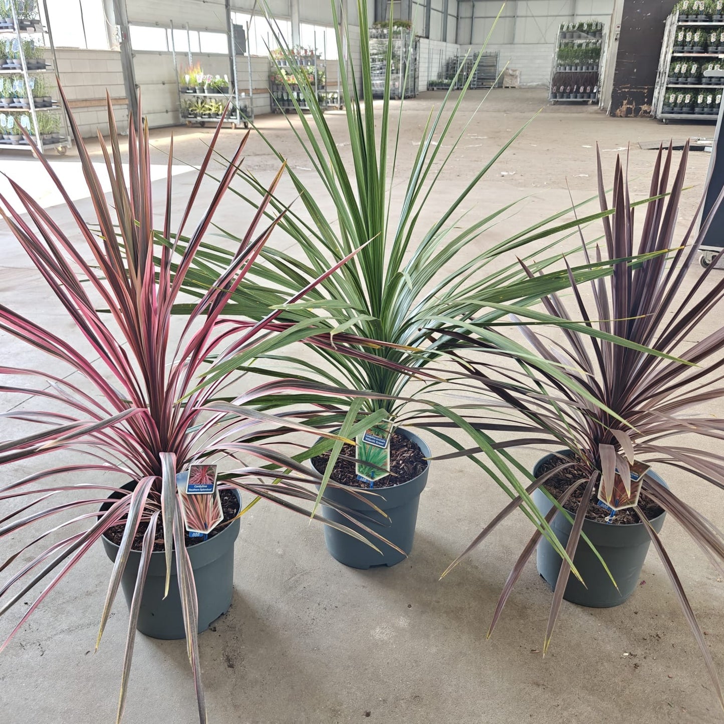 Cordyline mix 100cm 32cm Pot