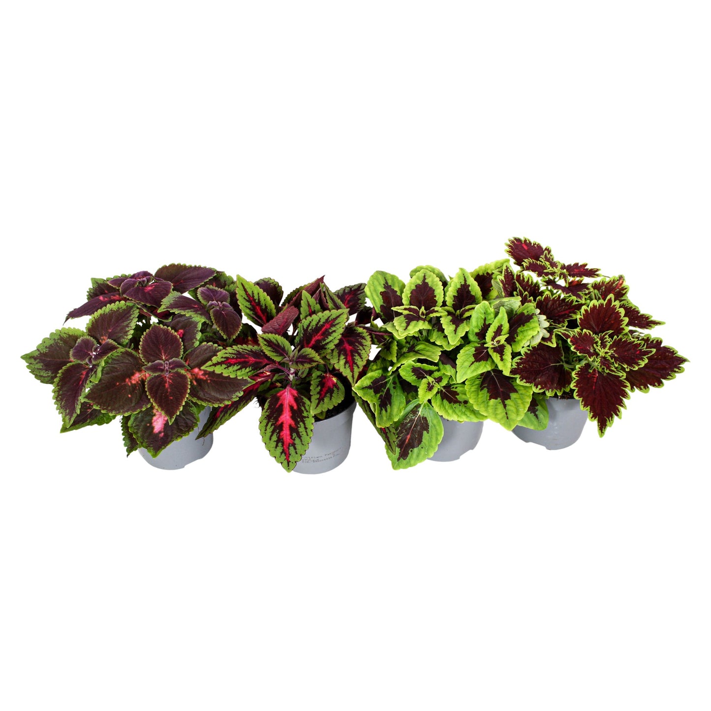 Coleus blumei mix 20cm 13cm Pot