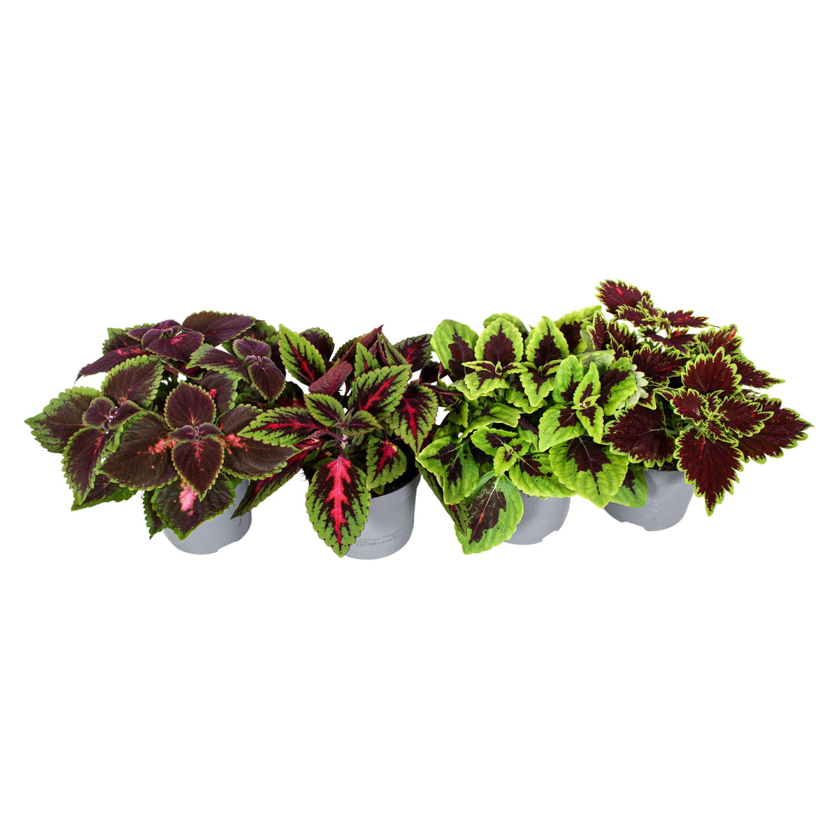 Coleus blumei mix 20cm 13cm Pot